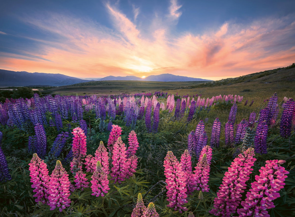 Ravensburger Lupines Flower Jigsaw 500 Piece