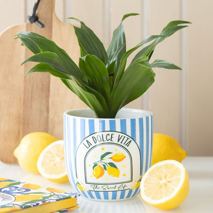 Blue Striped La Doice Vita Ceramic Plant Pot