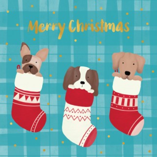 Box Christmas Puppies