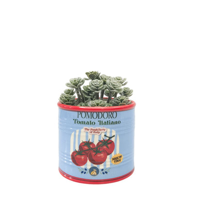 Tomato Italiano Can Planter Blue 10cm
