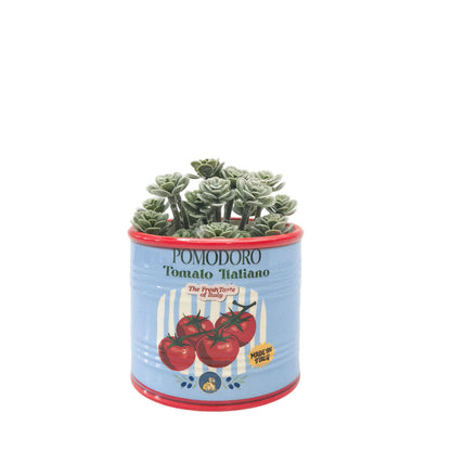 Tomoato Italiano Can Planter Blue10cm