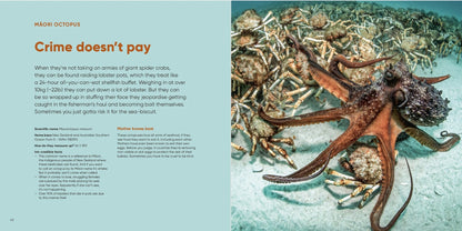 Octopuses Underwater Wonders